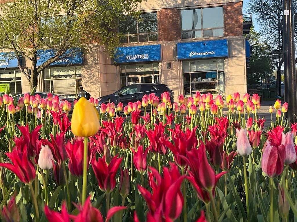 Boucherie, Charcuterie, Fromagerie