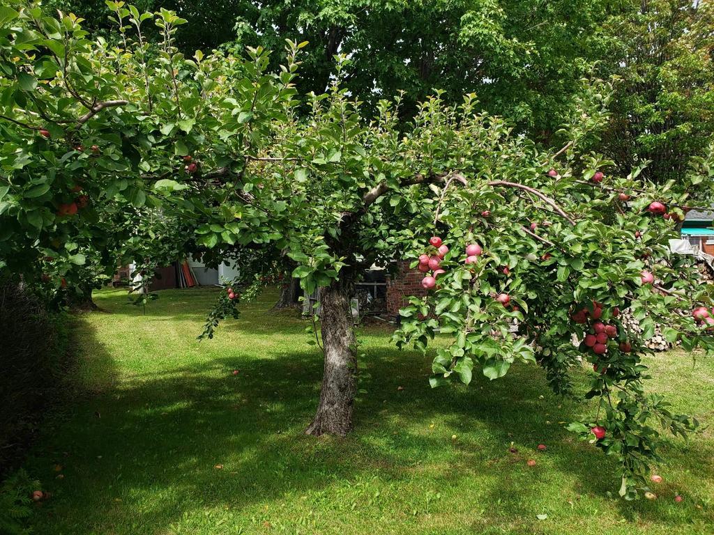 Maison centenaire au cœur de Saint-Théophile – avec terrain 29 920 pi²